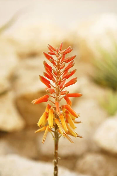 Red flower of an Aloe
