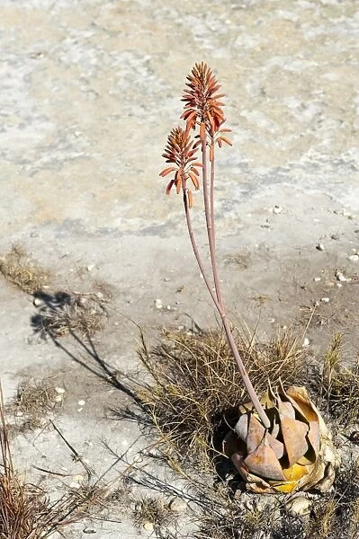 Red flowers -Aloe isaloensis-, Isalo National Park, at Ranohira, Madagascar