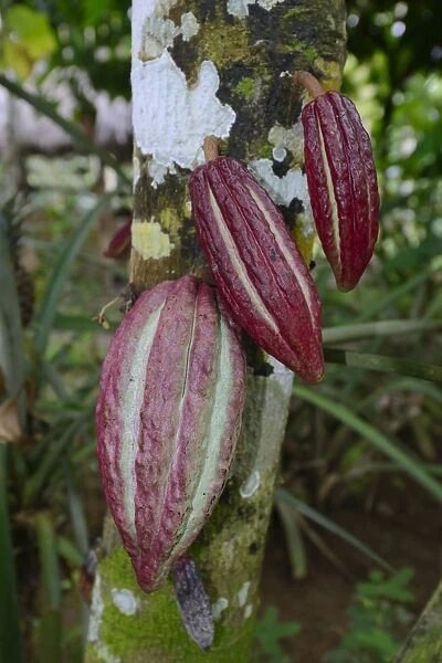 Red fruits on a Cocoa Tree -Theobroma cacao-, Bali, Indonesia