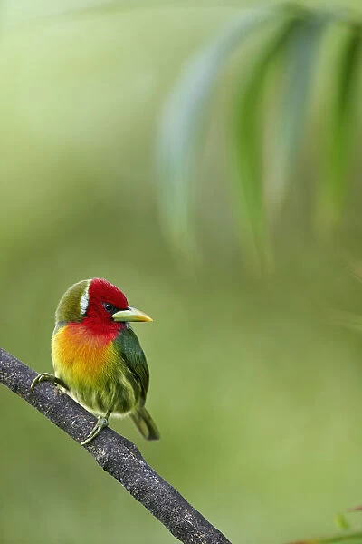 Red-headed Barbet