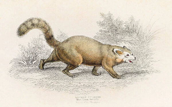 Red panda engraving 1855