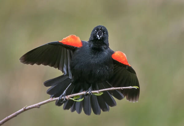 red-wing blackbird