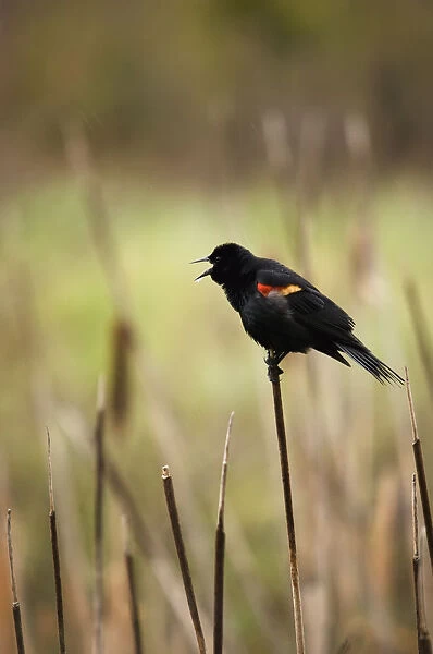 A Red-Winged Blackbird (Agelaius Phoeniceus) Sitting On The Top Of A Reed In Banff National Park