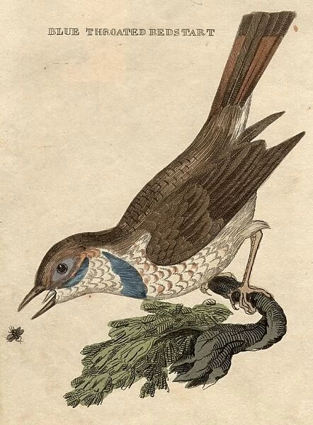 Redstart. circa 1800: The Blue-Throated Redstart catching a fly