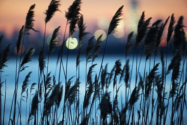 Reeds and city lights at night