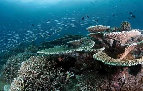Reef scape
