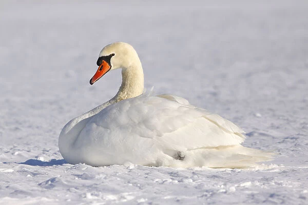Resting Mute swan -Cygnus olor- in winter in snow
