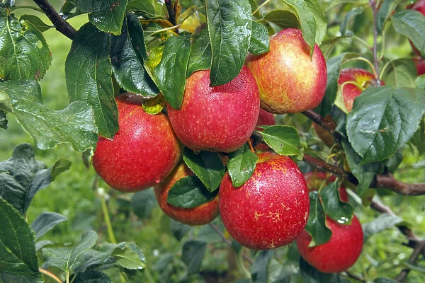 Rewena Apples (Malus domestica) growing on an apple tree, fruit-growing region Altes Land, Lower Saxony, Hamburg, Germany, Europe