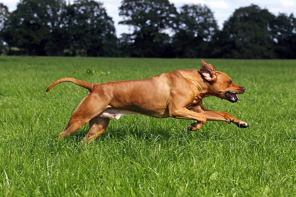 Rhodesian Ridgeback, two year-old male, on the move, running over a meadow