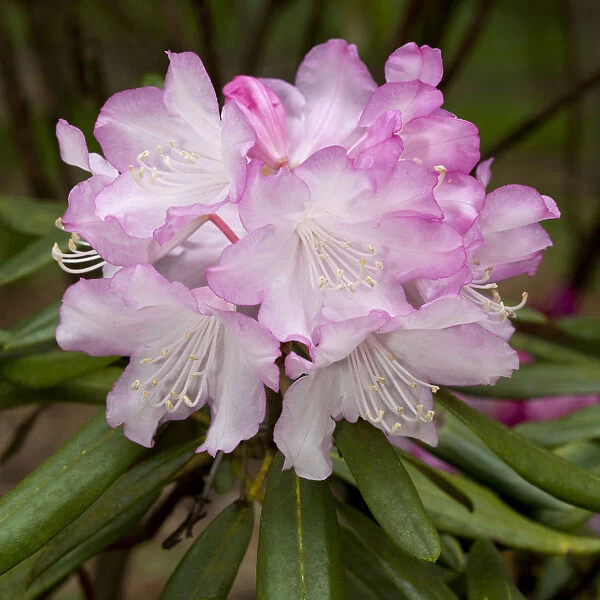 Rhododendron, Germany