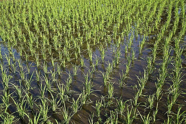 Rice paddy, Langkawi, Langkawi, Sultanat Kedah, Malaysia
