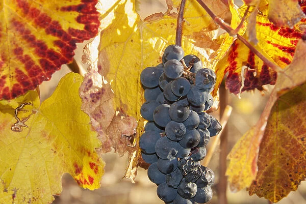 Ripe grapes with some late season defects and leaves in autumn colours