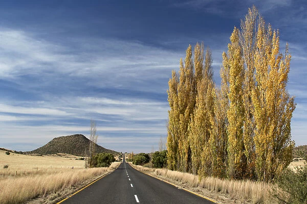 Road with autumn trees near Bethulie, Free State Province