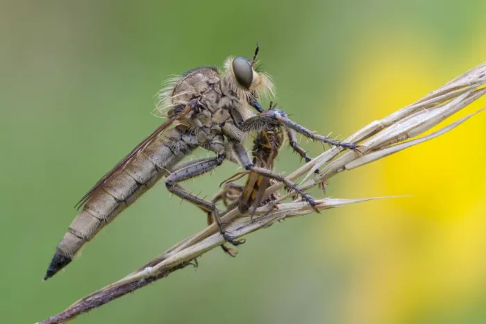 Framed Print : Robberfly Machimus rusticus Print with Captured Hoverfly Framed Print : Robberfly Machimus rusticus Print with Captured Hoverfly