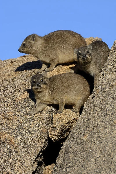 Rock Hyrax or Cape Hyrax -Procavia capensis- basking in the sun on a rock, Erongo Region, Namibia