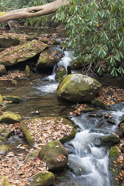 Rocky stream in Great Smoky Mountains seen from Twenty Mile hike, North Carolina, USA