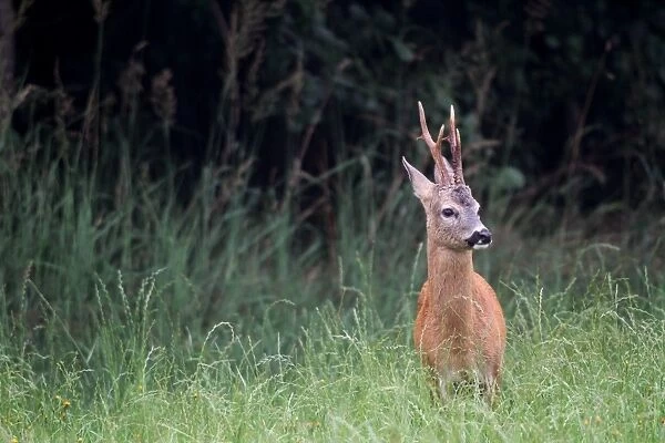 Roe deer -Capreolus capreolus-, male, standing in tall grass, Allgaeu, Bavaria, Germany, Europe