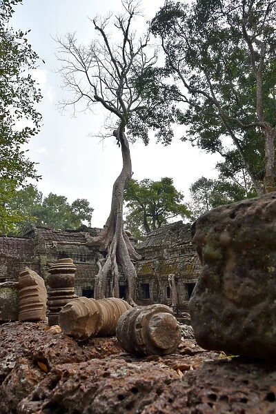 Roots of trees Ta Prohm temple Angkor Cambodia