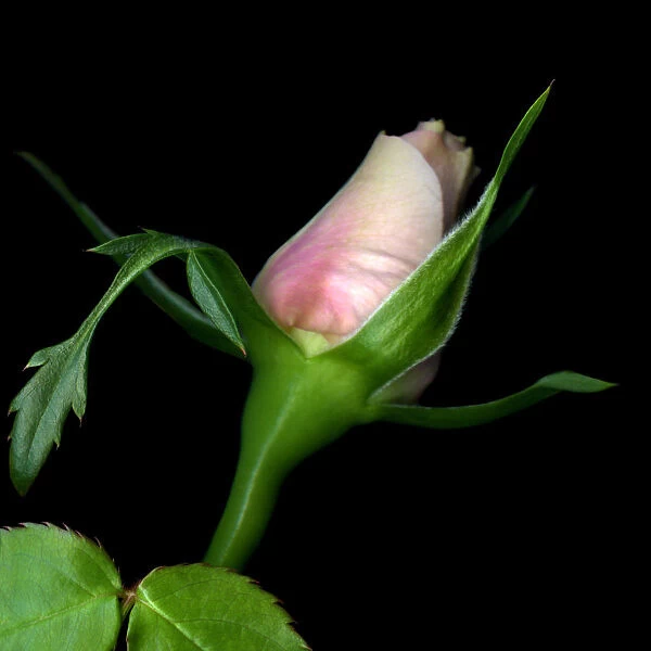 Rose bud in black background
