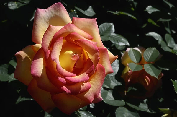 Rose -Rosa sp. -, flower, Moriani, Corsica, France, Europe