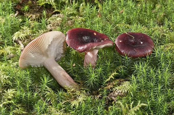 Roter Heringstaubling -Russula erythropoda-, Baden-Wurttemberg, Germany