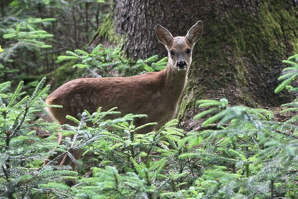 Row Deer -Capreolus capreolus-, fawn, about 7 weeks, in the forest between small spruce trees -Picea abies-, Allgau, Swabia, Bavaria, Germany