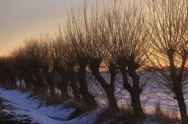 Row of willow trees -Salix- at the sunset, with snow, Mecklenburg-Western Pomerania, Germany