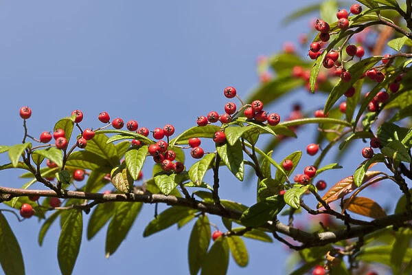 Rowan or Mountain Ash (Sorbus aucuparia)