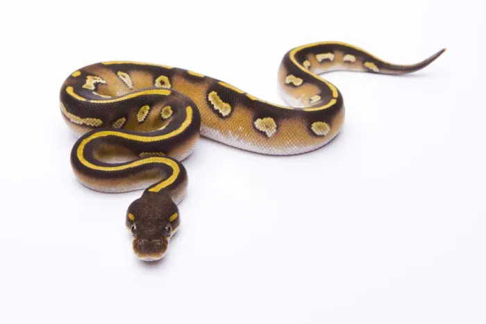 Framed Print : Royal Python Mojave Black Head Female Print Framed Print : Royal Python Mojave Black Head Female Print