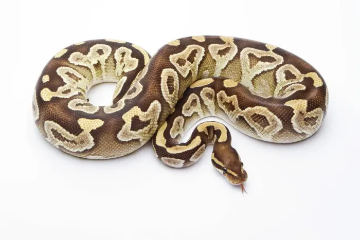 Framed Print : Royal Python Print - Mojave Razor Female Framed Print : Royal Python Print - Mojave Razor Female
