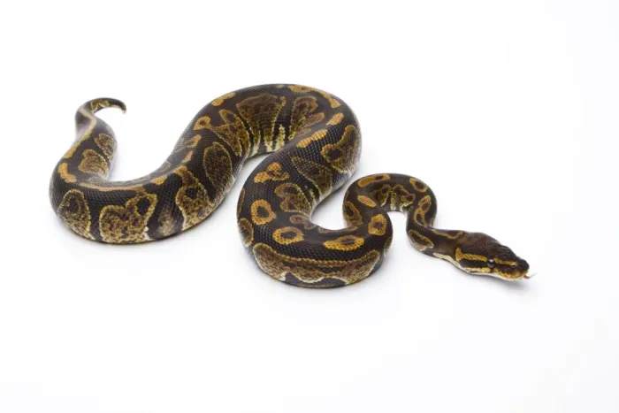 Framed Print : Royal Python Super Granite Male Print Framed Print : Royal Python Super Granite Male Print