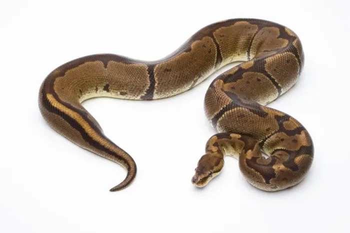 Framed Print : Royal Python Print - Super Venom Female Framed Print : Royal Python Print - Super Venom Female