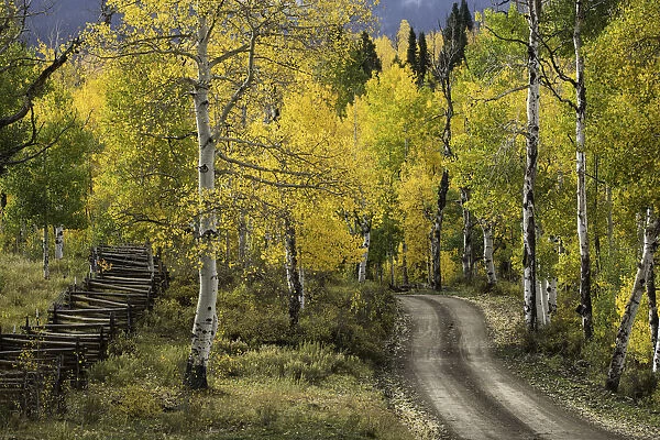 Rural forest service road through golden aspen trees (Populus Tremuloides) in fall, Sneffels Wilderness Area, Uncompahgre National Forest, Colorado, USA