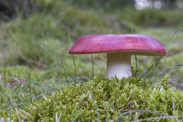 Russula Mushroom -Russula spec. -, Henne, Region of Southern Denmark, Denmark