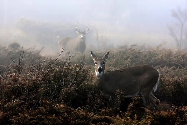 The Rut is on