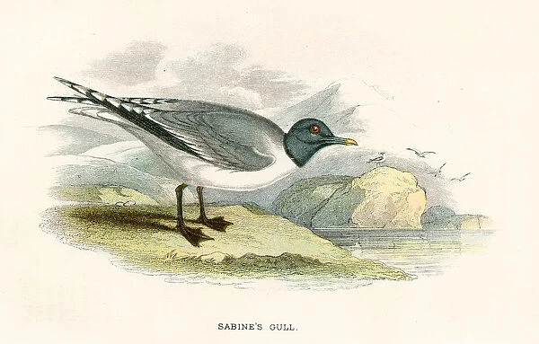 Sabine tern birds from Great Britain 1897