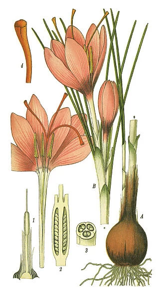 saffron. Antique illustration of a Medicinal and Herbal Plants.