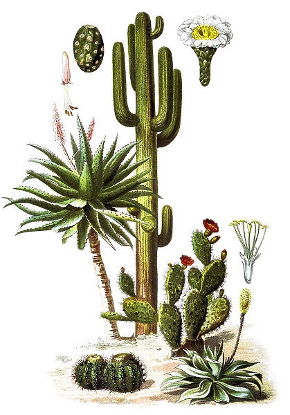 The saguaro (Carnegiea gigantea) and Aloe ferox (The bitter aloe)