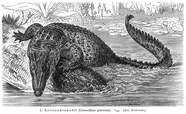 Saltwater crocodile engraving 1896