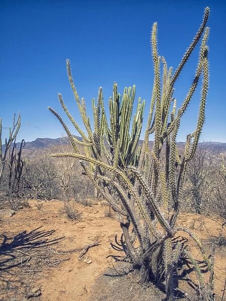 San Pedro Cactus -Echinopsis pachanoi-, Bolivian plateau Altiplano, Bolivia