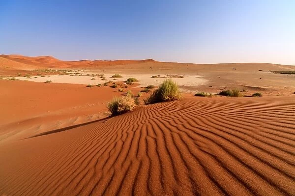 Sandy dunes and dried plants Namib Desert