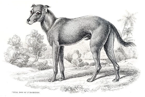 Santo Domingo feral dog engraving 1840
