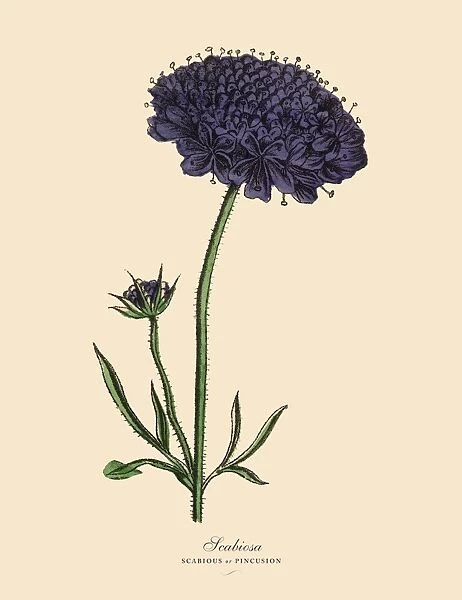 Scabiosa, Scabious and Pincusion Plants, Victorian Botanical Illustration