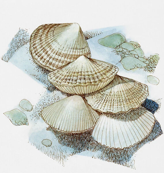 Scallops on sea bed