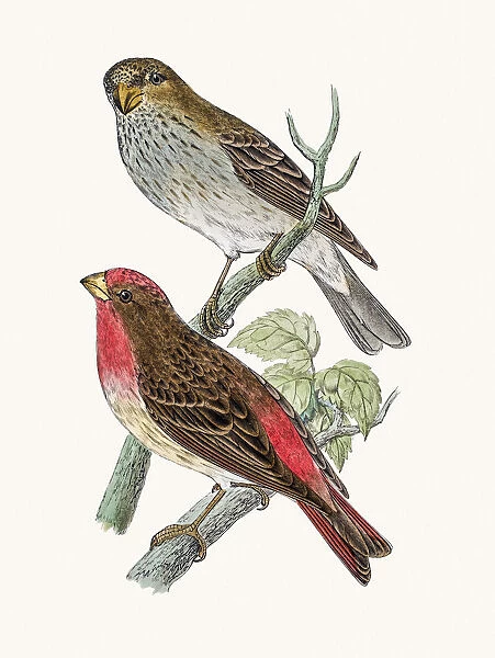 Scarlet Bullfinch Bird
