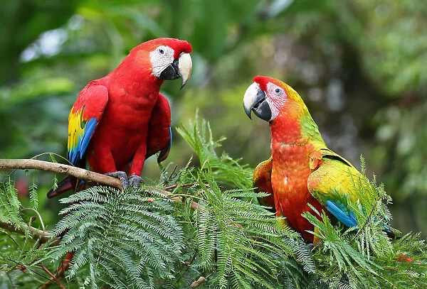Scarlet Macaws (Ara macao) Costa Rica