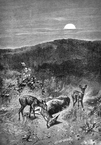 Scene in nature with deer - 1896