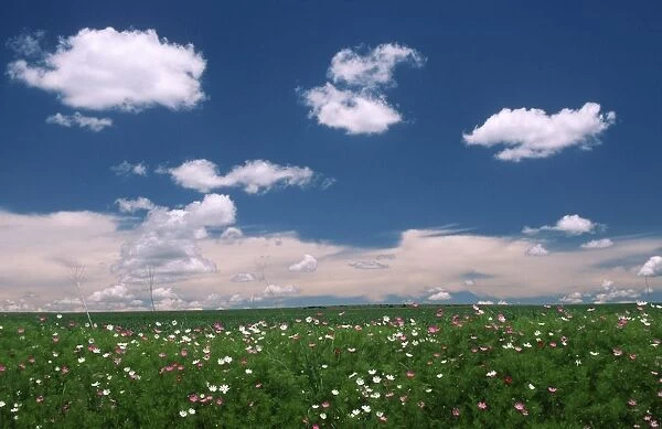 Scenic View of a Cosmos and Maize Field