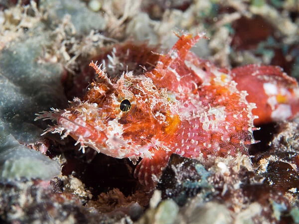A scorpionfish