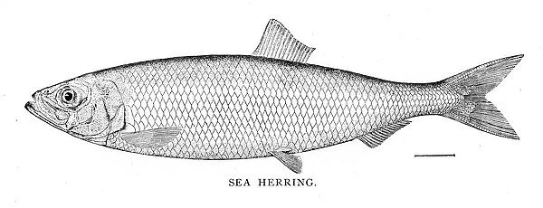 Sea herring engraving 1898
